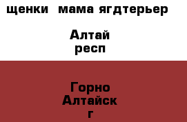 щенки, мама ягдтерьер - Алтай респ., Горно-Алтайск г. Животные и растения » Собаки   